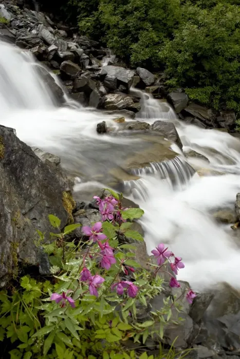 Framed Print : Cascades with dwarf fireweed near Mineral Creek, Valdez, Alaska, United States of America Framed Print : Cascades with dwarf fireweed near Mineral Creek, Valdez, Alaska, United States of America