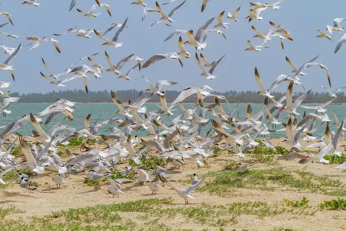 Framed Print : Caspian Terns (Hydroprogne caspia) at breeding colony on Ile des Oiseaux in the Parc National du Delta du Saloum, UNESCO World Heritage Site, Senegal, West Africa, Africa