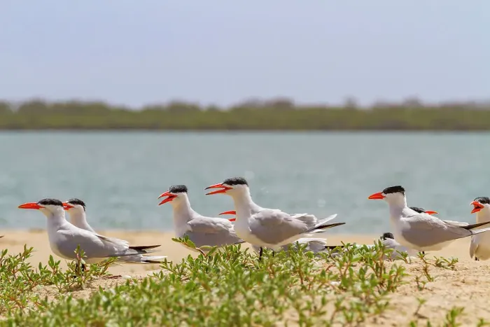 Framed Print : Caspian Terns (Hydroprogne caspia) at breeding colony on Ile des Oiseaux in the Parc National du Delta du Saloum, UNESCO World Heritage Site, Senegal, West Africa, Africa Framed Print : Caspian Terns (Hydroprogne caspia) at breeding colony on Ile des Oiseaux in the Parc National du Delta du Saloum, UNESCO World Heritage Site, Senegal, West Africa, Africa