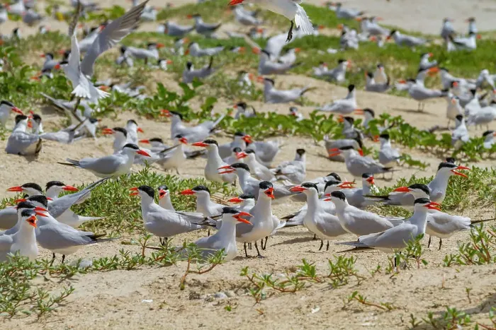 Framed Print : Caspian Terns (Hydroprogne caspia) at breeding colony on Ile des Oiseaux in the Parc National du Delta du Saloum, UNESCO World Heritage Site, Senegal, West Africa, Africa Framed Print : Caspian Terns (Hydroprogne caspia) at breeding colony on Ile des Oiseaux in the Parc National du Delta du Saloum, UNESCO World Heritage Site, Senegal, West Africa, Africa