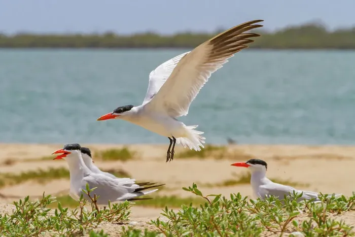 Framed Print : Caspian Terns (Hydroprogne caspia) at breeding colony on Ile des Oiseaux in the Parc National du Delta du Saloum, UNESCO World Heritage Site, Senegal, West Africa, Africa