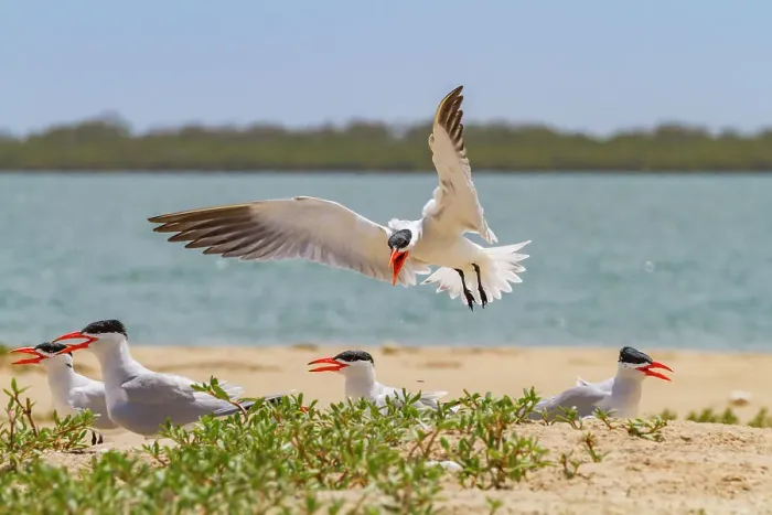 Framed Print : Caspian Terns (Hydroprogne caspia) at breeding colony on Ile des Oiseaux in the Parc National du Delta du Saloum, UNESCO World Heritage Site, Senegal, West Africa, Africa