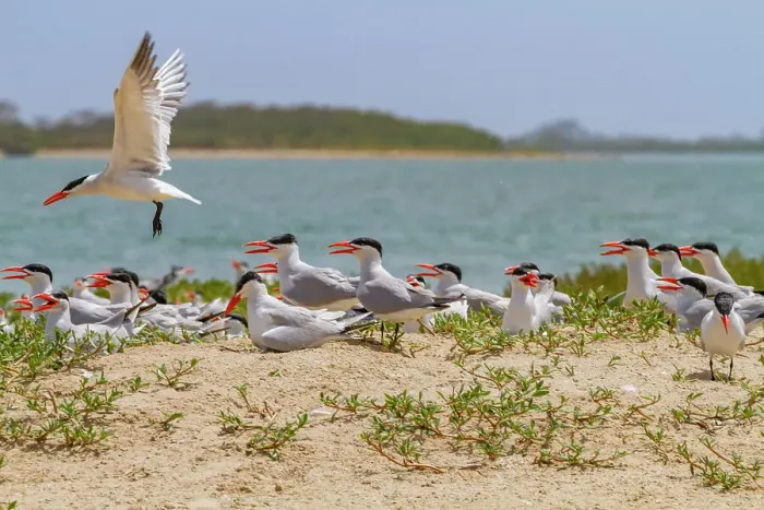 Framed Print : Caspian Terns (Hydroprogne caspia) at breeding colony on Ile des Oiseaux in the Parc National du Delta du Saloum, UNESCO World Heritage Site, Senegal, West Africa, Africa