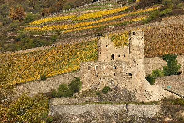 Castle ruin, Ehrenfels, Upper Middle Rhine Valley, Hesse, Germany, Europe