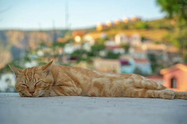 Cat dozing in Assos in golden hour, Assos, Kefalonia, Ionian Islands, Greek Islands, Greece, Europe