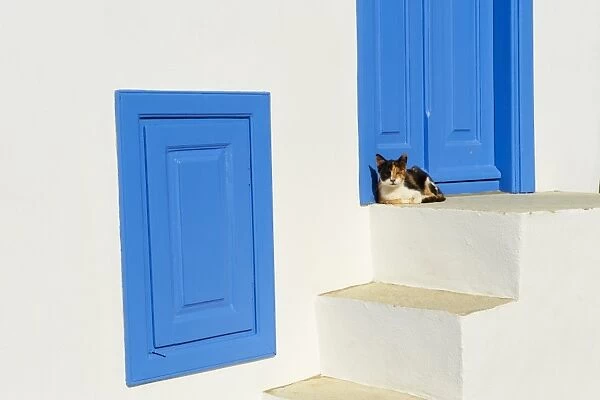 Cat in the old village of Kastro, Sifnos, Cyclades Islands, Greek Islands, Greece, Europe