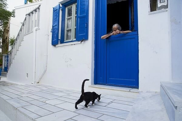 Cat, Pyrgos village, Tinos, Cyclades, Greek Islands, Greece, Europe