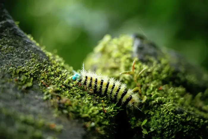 Framed Print : Caterpillar on rock near Diablo Waterfalls (Pailon del Diablo), Tungurahua Province, Ecuador Framed Print : Caterpillar on rock near Diablo Waterfalls (Pailon del Diablo), Tungurahua Province, Ecuador