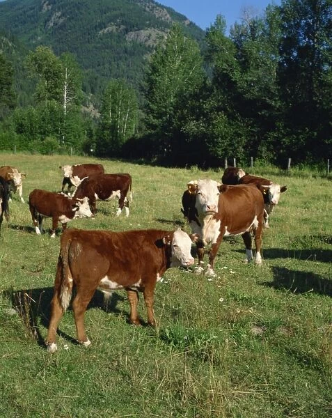 Cattle, British Columbia, Canada, North America