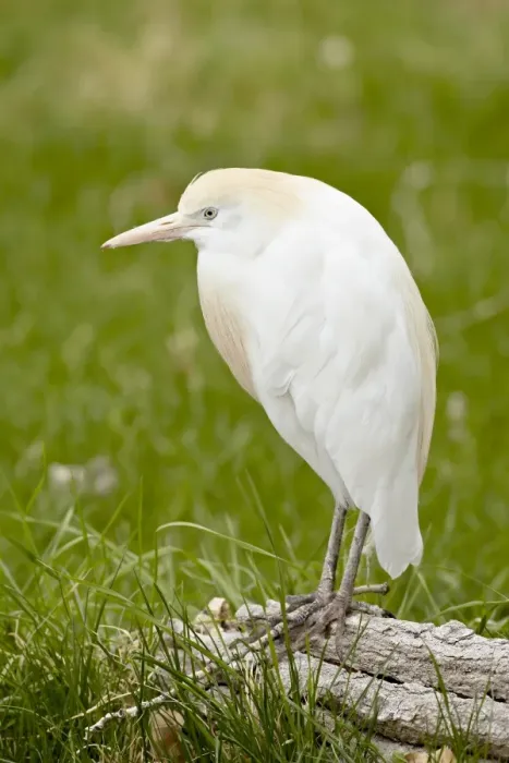 Framed Print : Cattle egret (Bubulcus ibis) in breeding plumage in captivity, Rio Grande Zoo Framed Print : Cattle egret (Bubulcus ibis) in breeding plumage in captivity, Rio Grande Zoo