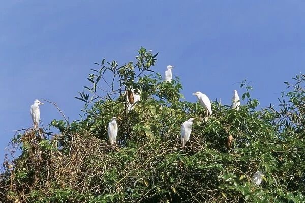 Cattle egrets (Bubulcus ibis) on a tree, Parque Nacional de Fernando de Norohna