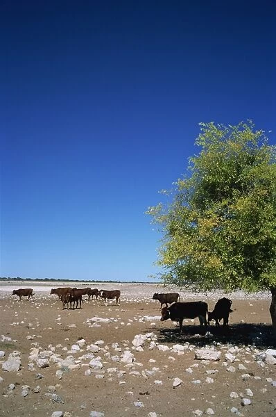 Cattle farm on edge of Kalahari Desert, Botswana, Africa