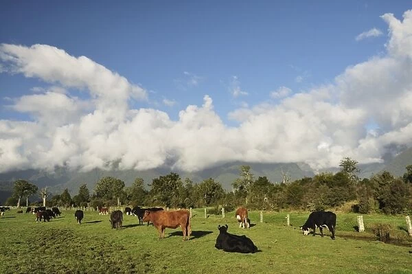 Cattle on farmland, Cook Flat, West Coast, South Island, New Zealand, Pacific