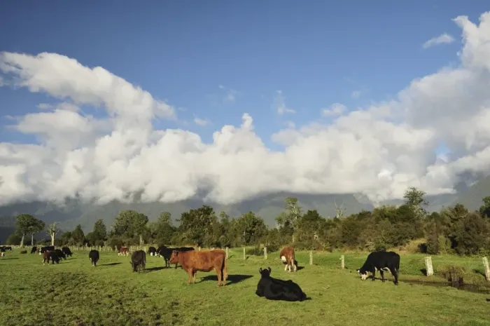 Framed Print : Cattle on farmland, Cook Flat, West Coast, South Island, New Zealand, Pacific Framed Print : Cattle on farmland, Cook Flat, West Coast, South Island, New Zealand, Pacific