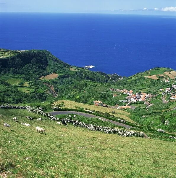 Cattle, fields and small village on the island of Flores