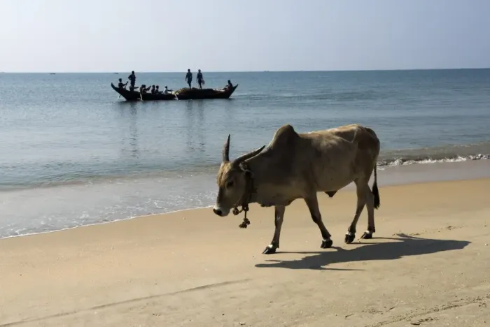 Framed Print : Cattle and fishing boat, Benaulim, Goa, India, Asia Framed Print : Cattle and fishing boat, Benaulim, Goa, India, Asia