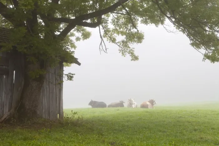 Framed Print : Cattle in fog, near Fussen, Bavaria, Germany, Europe Framed Print : Cattle in fog, near Fussen, Bavaria, Germany, Europe