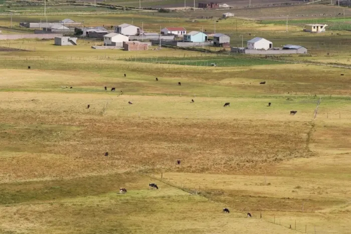 Framed Print : Cattle grazing on farmland in the Cajabamba district, Riobamba, Chimborazo Province Framed Print : Cattle grazing on farmland in the Cajabamba district, Riobamba, Chimborazo Province