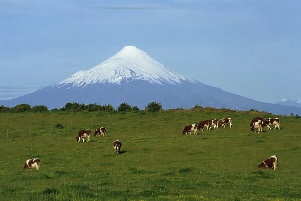 Cattle grazing in a field with the Osorno volcano behind in the Lake District in Chile