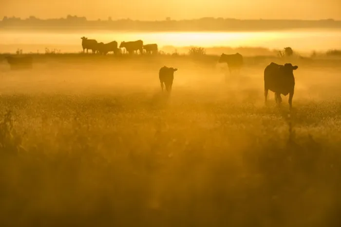 Framed Print : Cattle on grazing marsh at sunrise, Elmley Marshes National Nature Reserve Framed Print : Cattle on grazing marsh at sunrise, Elmley Marshes National Nature Reserve