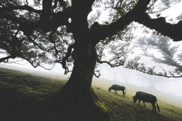 Cattle grazing in the mist inside the ancient Laurissilva forest of Fanal, Madeira island
