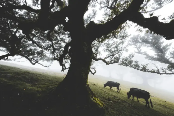 Framed Print : Cattle grazing in the mist inside the ancient Laurissilva forest of Fanal, Madeira island
