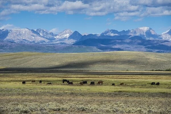Cattle grazing in front of the mountains of the Caribou National Forest, Wyoming, United States of America, North America