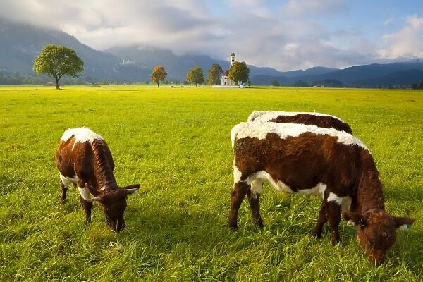 Cattle grazing with Saint Koloman Church and Neuschwanstein Castle in the background, near Fussen, Bavaria, Germany, Europe