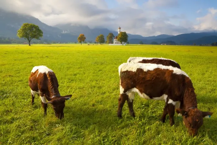 Framed Print : Cattle grazing with Saint Koloman Church and Neuschwanstein Castle in the background, near Fussen, Bavaria, Germany, Europe Framed Print : Cattle grazing with Saint Koloman Church and Neuschwanstein Castle in the background, near Fussen, Bavaria, Germany, Europe