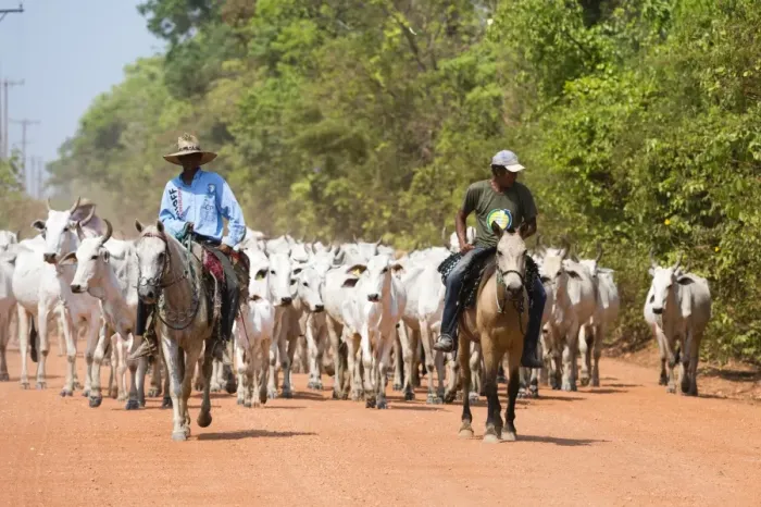 Framed Print : Cattle herd, Pantanal, Mato Grosso, Brazil, South America Framed Print : Cattle herd, Pantanal, Mato Grosso, Brazil, South America