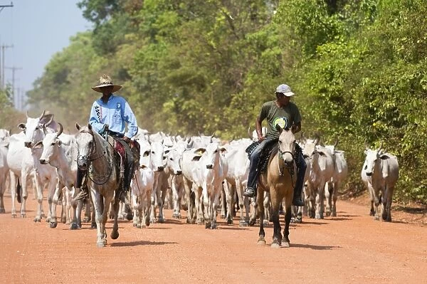 Cattle herd, Pantanal, Mato Grosso, Brazil, South America