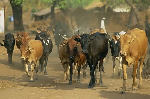 Cattle herded through village