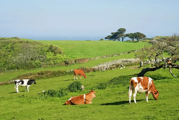 Framed Print : Cattle, Herm island, Bailiwick of Guernsey, British Crown dependency, English Channel, Europe Framed Print : Cattle, Herm island, Bailiwick of Guernsey, British Crown dependency, English Channel, Europe