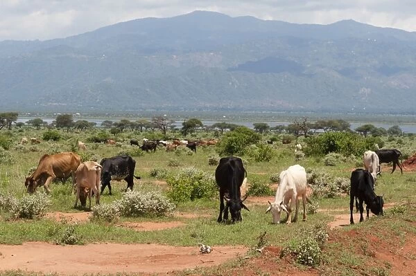 Cattle illegally grazing into the Tsavo West National Park near Lake Gipe, Kenya