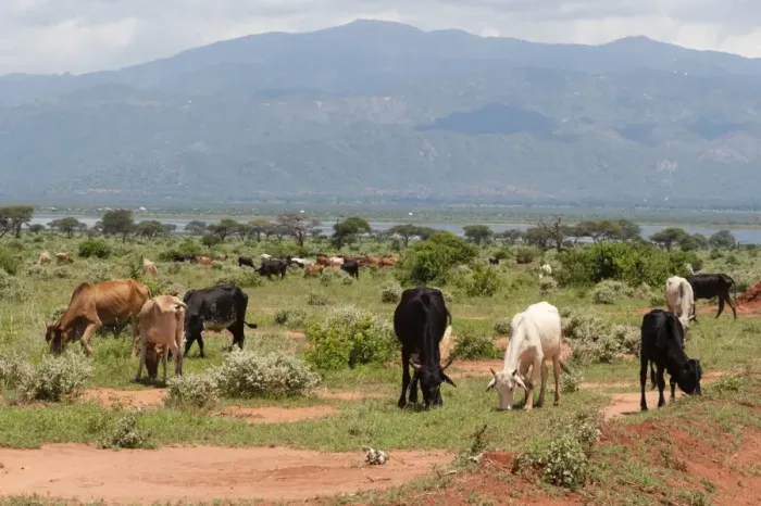 Framed Print : Cattle illegally grazing into the Tsavo West National Park near Lake Gipe, Kenya Framed Print : Cattle illegally grazing into the Tsavo West National Park near Lake Gipe, Kenya