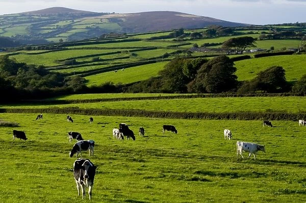 Cattle in landscape, north Exmoor, Devon, England, United Kingdom, Europe