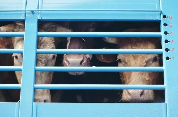 Cattle loaded in truck for market, Andorra