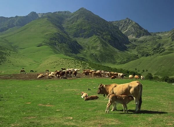 Cattle below mountain slopes near Arreau in the Pyrenees, Midi-Pyrenees, France, Europe