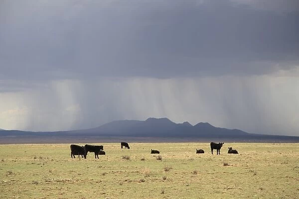 Cattle on ranch, thunder storm clouds, Santa Fe County, New Mexico, United States of America, North America