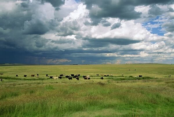 Cattle ranching