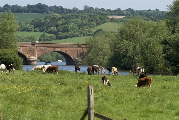 Cattle beside the River Thames, Oxfordshire, England, United Kingdom, Europe