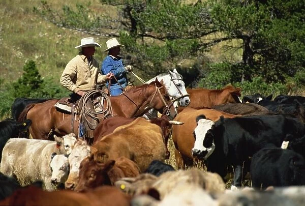 Cattle round-up in high pasture, Lonesome Spur Ranch, Lonesome Spur, Montana