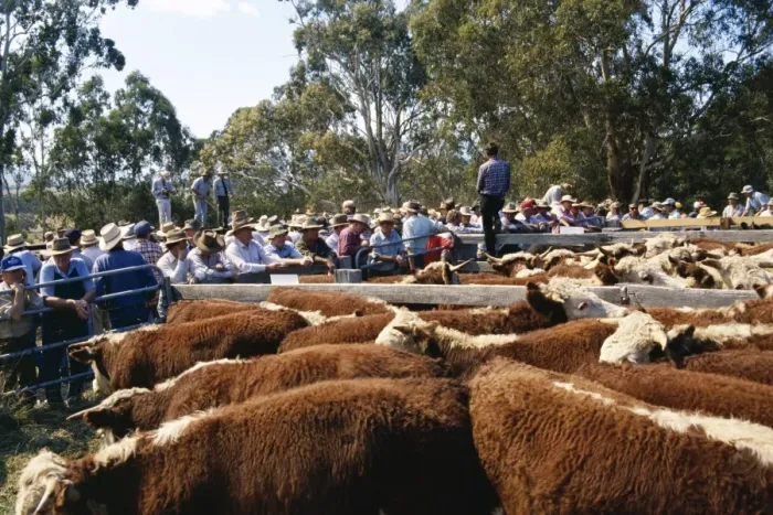 Framed Print : Cattle sale in Victorian Alps, Victoria, Australia, Pacific Framed Print : Cattle sale in Victorian Alps, Victoria, Australia, Pacific