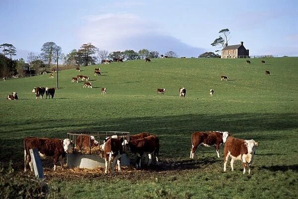 Cattle, south of Bray