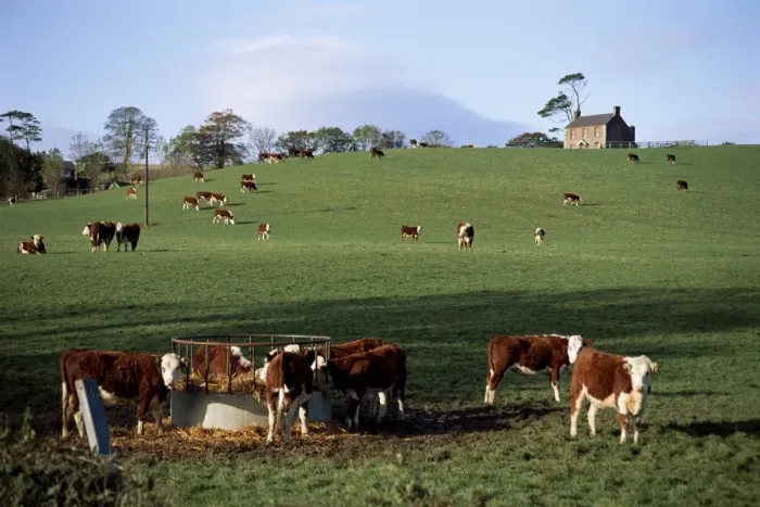 Framed Print : Cattle, south of Bray Framed Print : Cattle, south of Bray