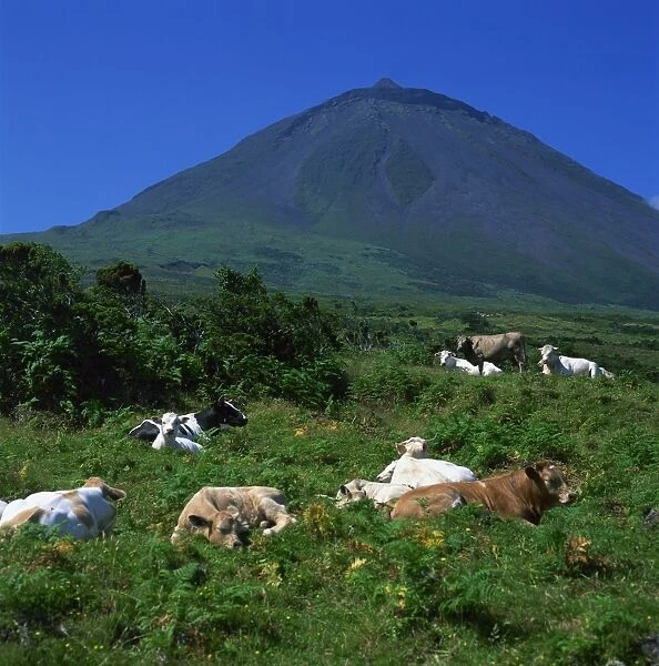Cattle below the volcanic cone on the island of Pico in the Azores