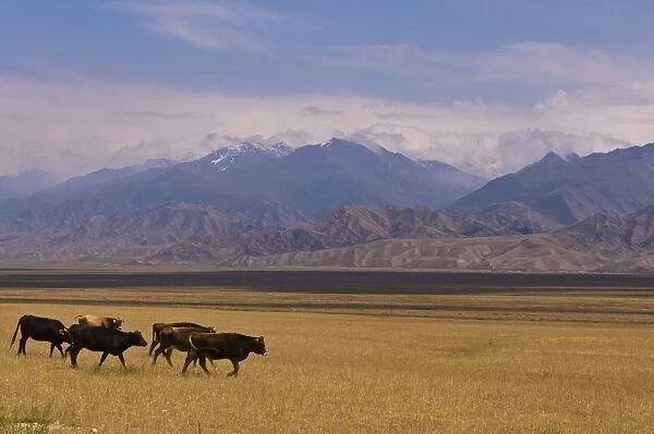 Cattle walking through pastureland, mountains in background Torugart Pass