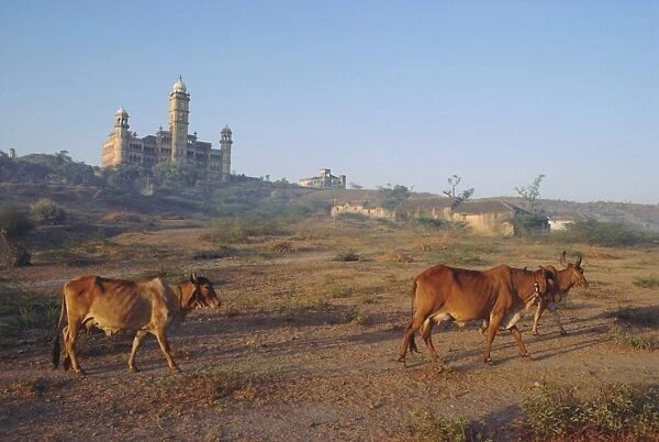 Cattle in front of the Wankaner Palace