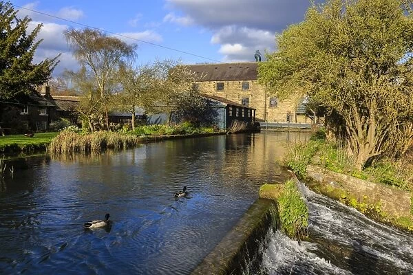 Caudwells Mill, mill cottages and mallard ducks in spring, a listed historic roller flour mill, Rowsley, Derbyshire, England, United Kingdom, Europe