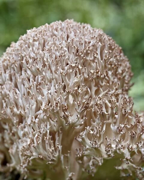 Cauliflower coral (Ramaria botrytis), Yoho National Park, British Columbia, Canada, North America